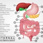 The Role of Gastric Reflexes in Digestion and Bowel Management